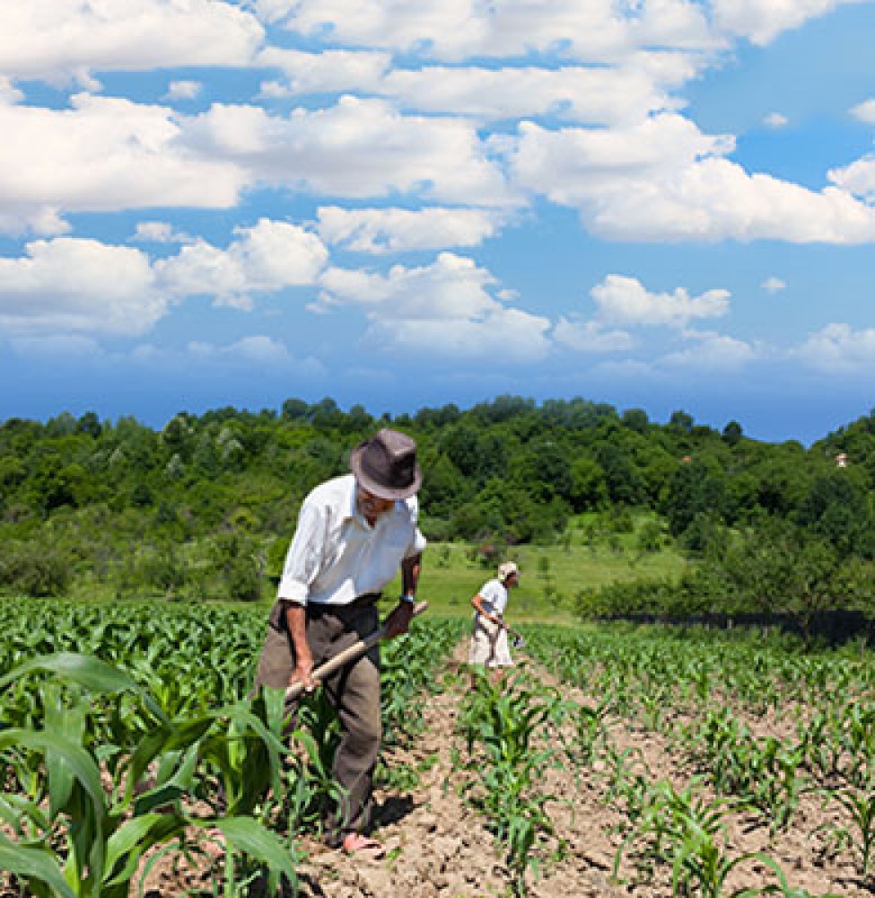 Agricultura Familiar