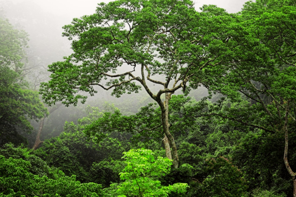 Conservación de la Biodiversidad