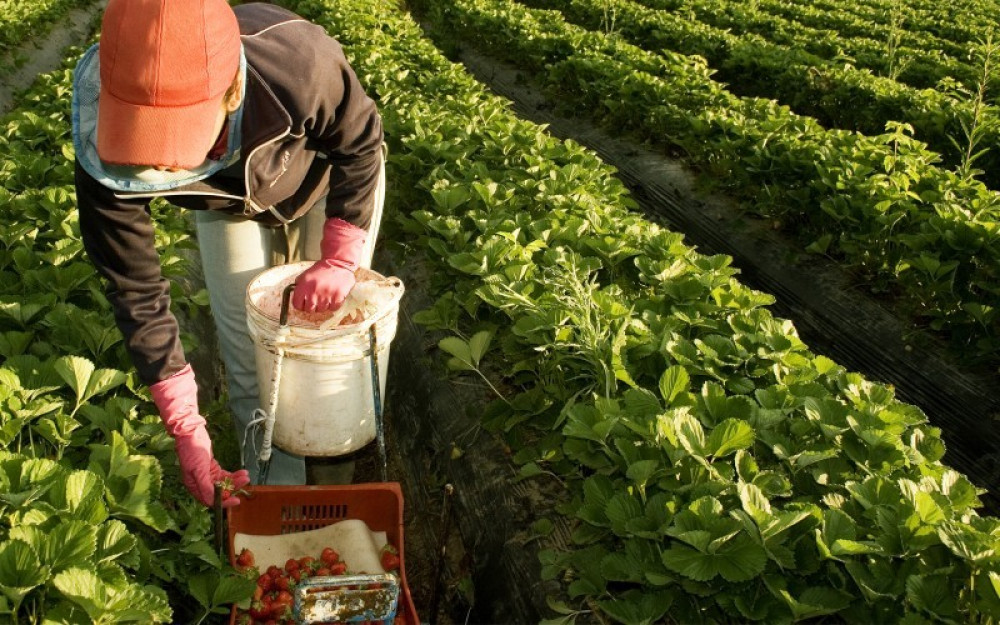 Incentivos o subsidios para la adopción de buenas prácticas productivas sostenibles