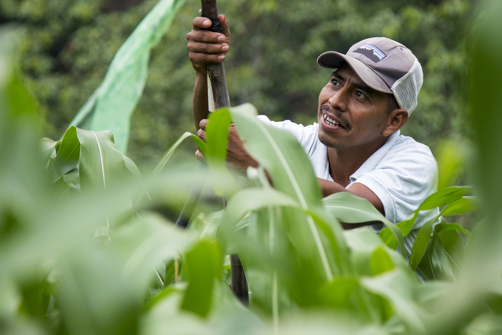 Productores agropecuarios