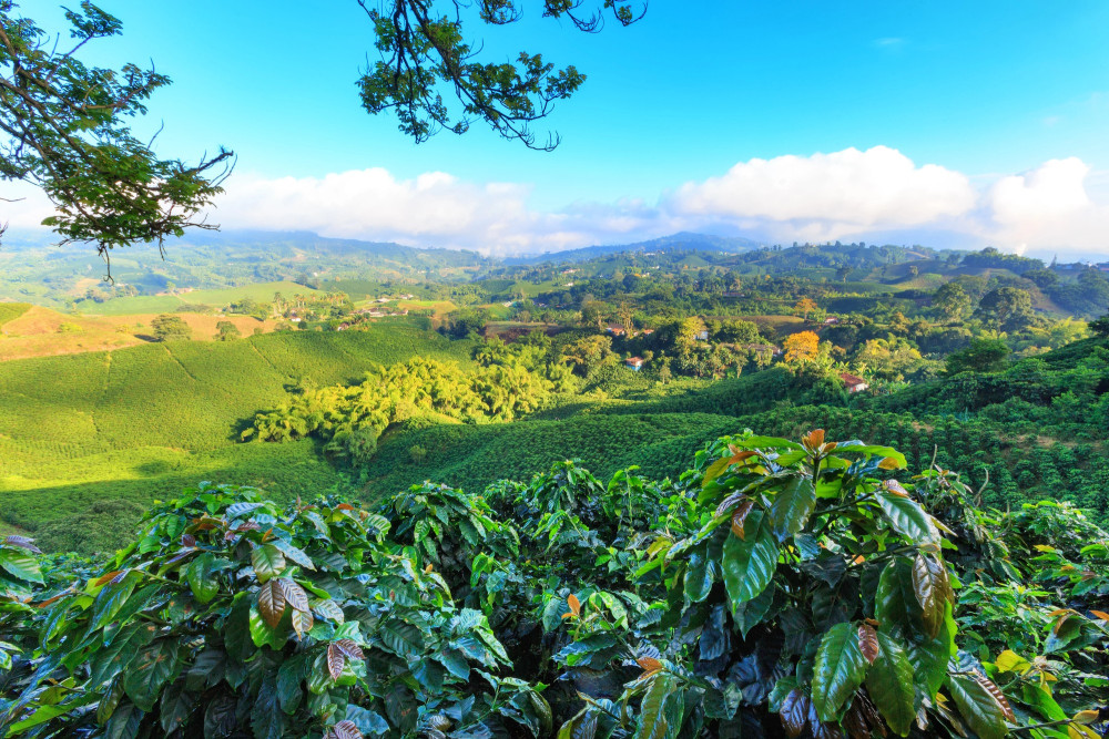 Agricultura Tropical