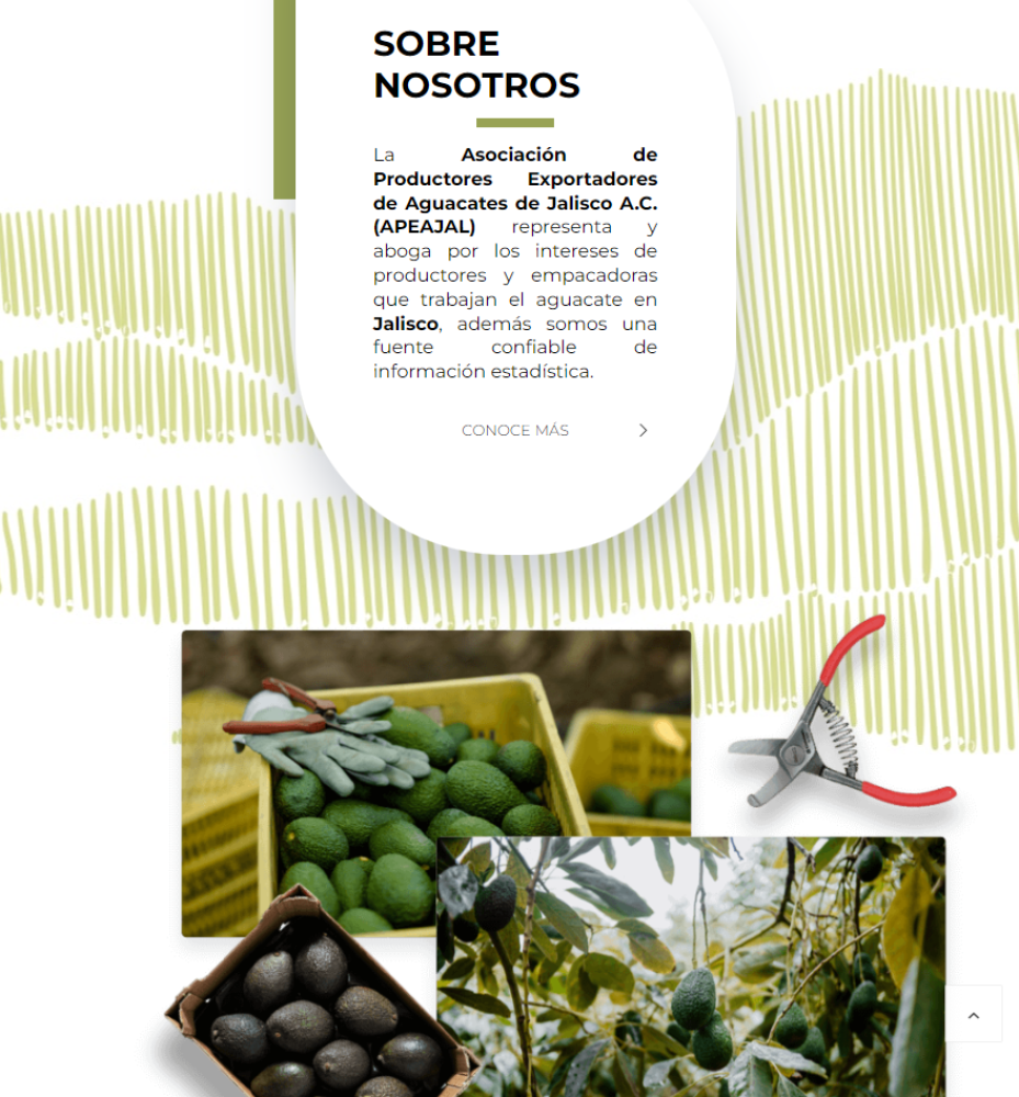 8º Congreso Internacional del Aguacate