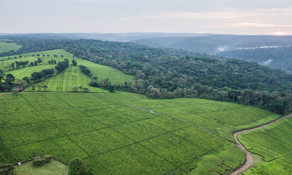 ¿Cómo mejorar la cartografía mundial de los cultivos? Modelo de Asignación Espacial de la Producción (SPAM) del IFPRI