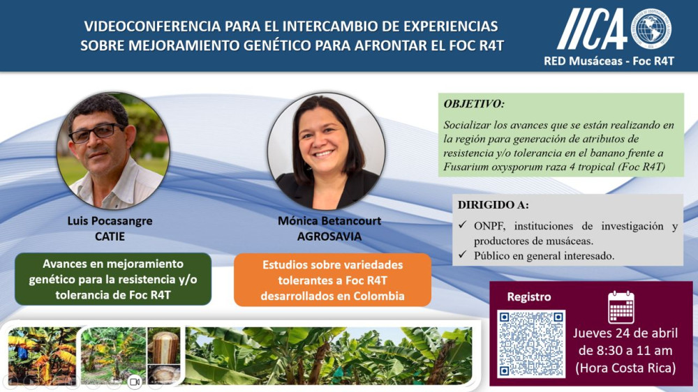 Intercambio de experiencias sobre mejoramiento genético  para afrontar el Foc R4T