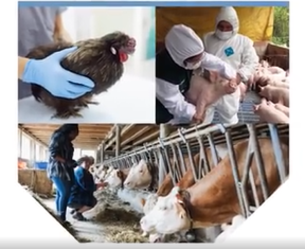 Curso taller de análisis de riesgo sanitario