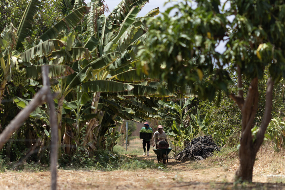 IFAD en COP30: Posicionando la Adaptación Climática en la Agricultura como Inversión Estratégica