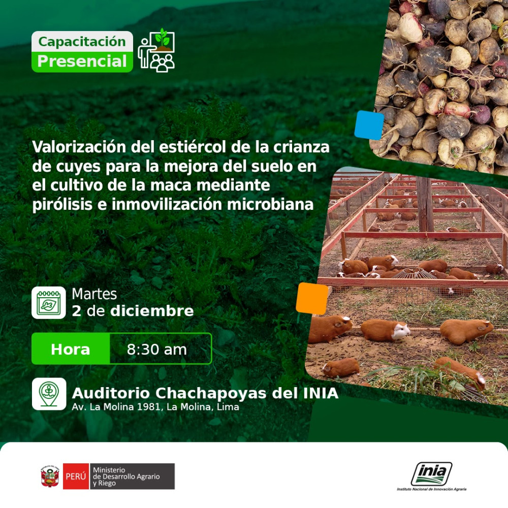 Valoración de estiércol de crianza de cuyes para la mejora del suelo en el cultivo de la maca mediante pirólisis e inmovilización microbiana