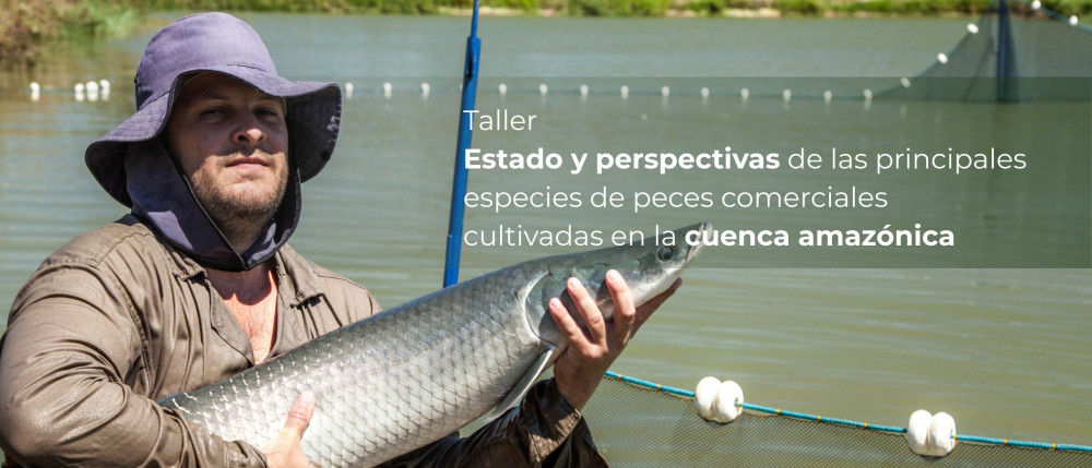 Estado y perspectivas futuras de las principales especies de peces comerciales cultivadas en la cuenca amazónica