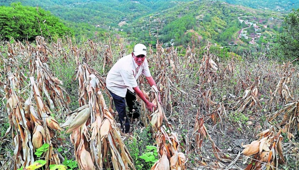 Honduras analiza Comprar Granos Básicos a Nicaragua