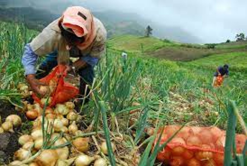 Cadena Agroalimentaria aprueba la Importación de Cebolla para reforzar la Producción Nacional