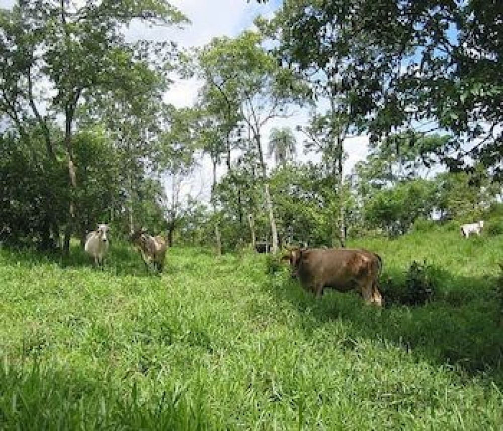 Honduras – Transforming the Livestock Sector project approved by NAMA Facility Board for implementation