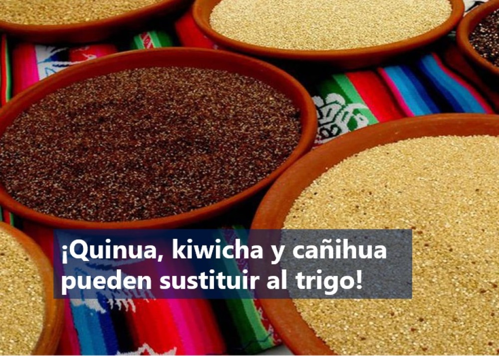 Quinoa, kiwicha and cañihua can replace wheat!