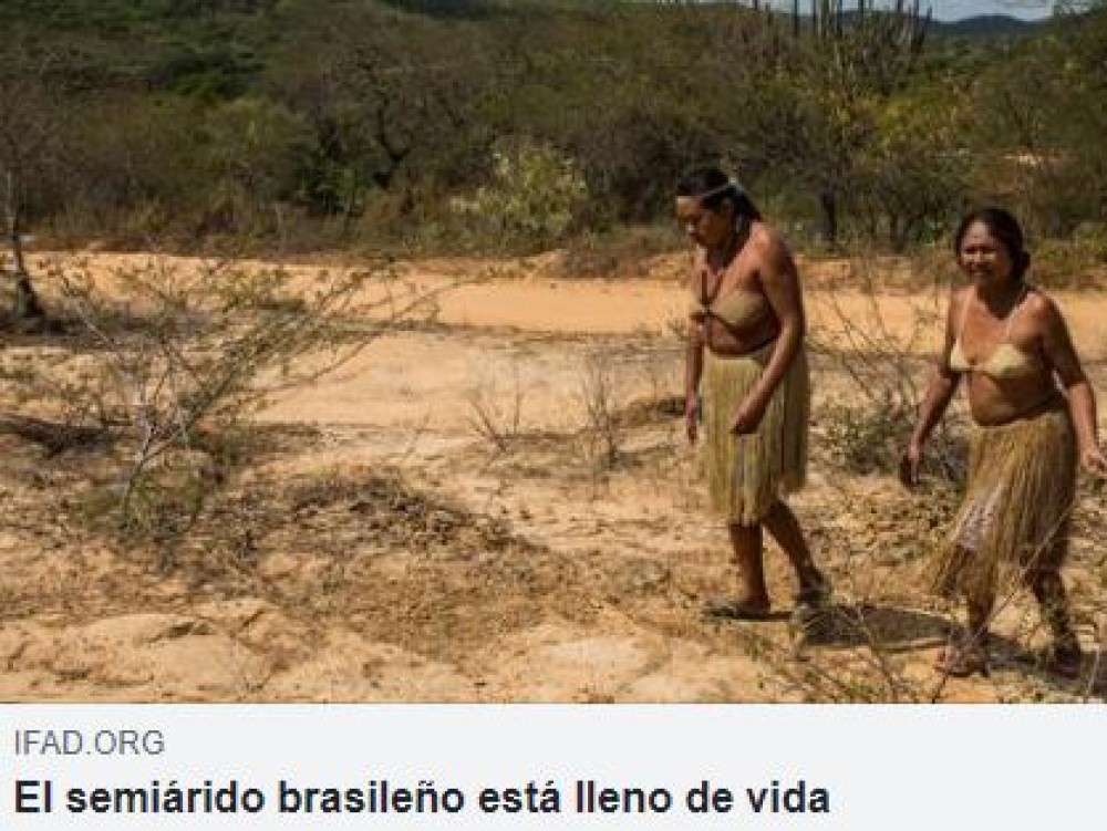 Brasil: El semiárido brasileño está lleno de vida