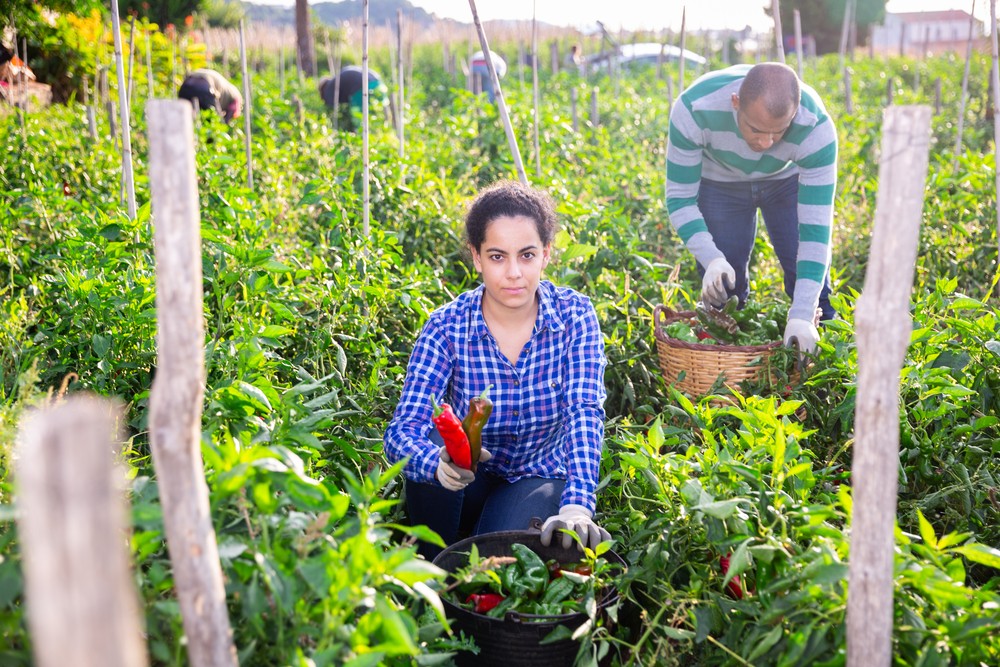 Juventud rural y empleo decente en América Latina