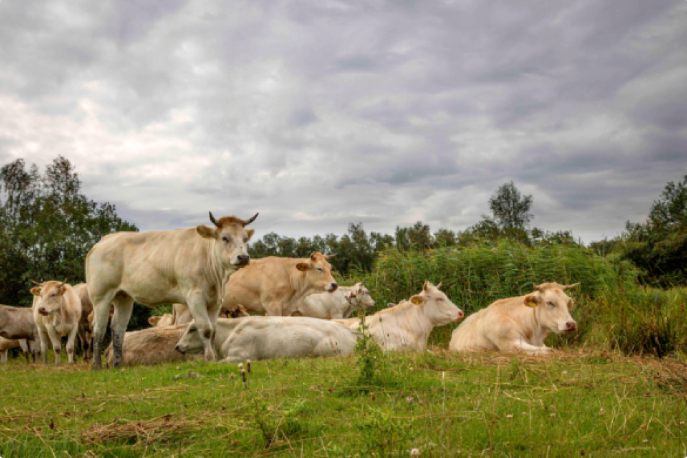 Livestock can be an ally in the fight against climate change, desertification and the loss of biodiversity if sustainable practices are implemented. (ES)