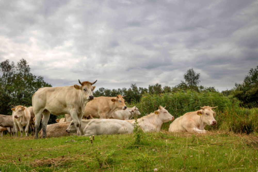 La ganadería puede ser un aliado en la lucha contra el cambio climático, la desertificación y la pérdida de la biodiversidad si se implementan prácticas sostenibles.