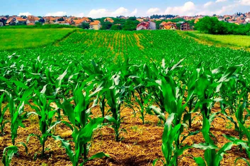 America combate la inseguridad alimentaria y fomenta la sostenibilidad ambiental