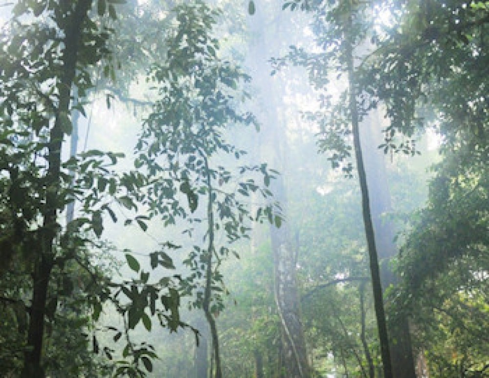 Líderes impulsan en la COP27 la gestión forestal sostenible