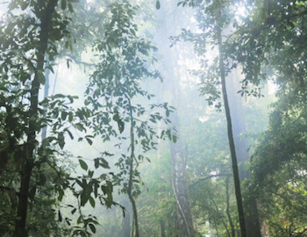 Leaders promote sustainable forest management at COP27
