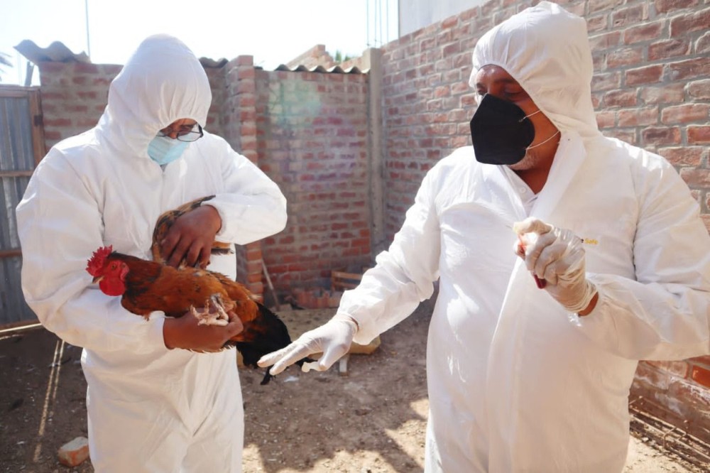 TERMS OF REFERENCE FOR THE Ad hoc COMMITTEE OF ANDEAN AVIAN INFLUENZA (AI) FOCAL POINTS