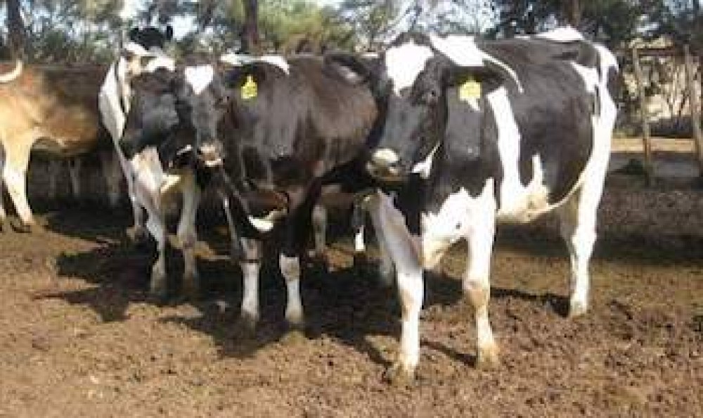 (ES) Peruvian meat: a look at Peruvian livestock