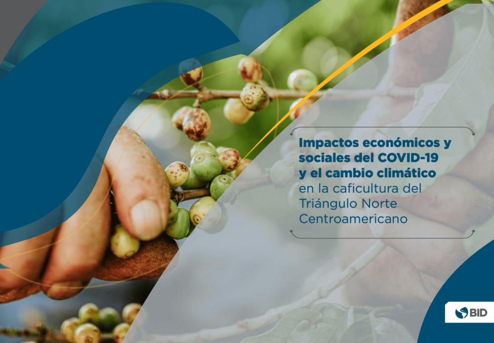 Economic and social impacts of COVID-19 and climate change on coffee growing in the Northern Triangle of Central America.