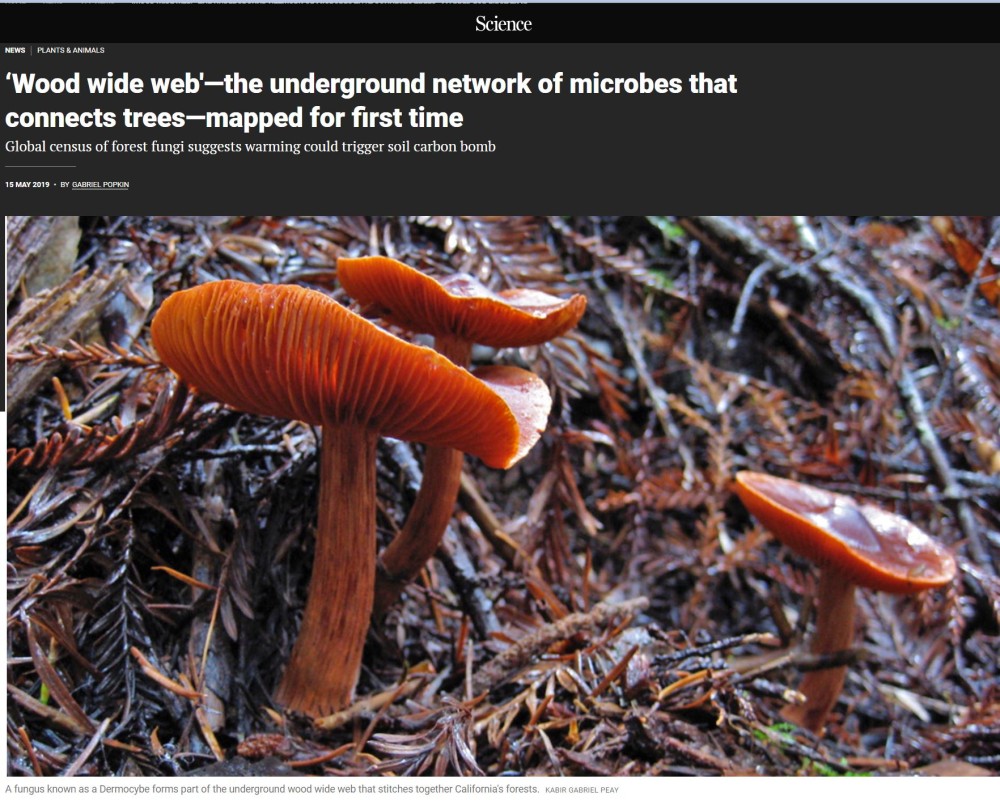 Wood wide web'—the underground network of microbes that connects trees—mapped for first time