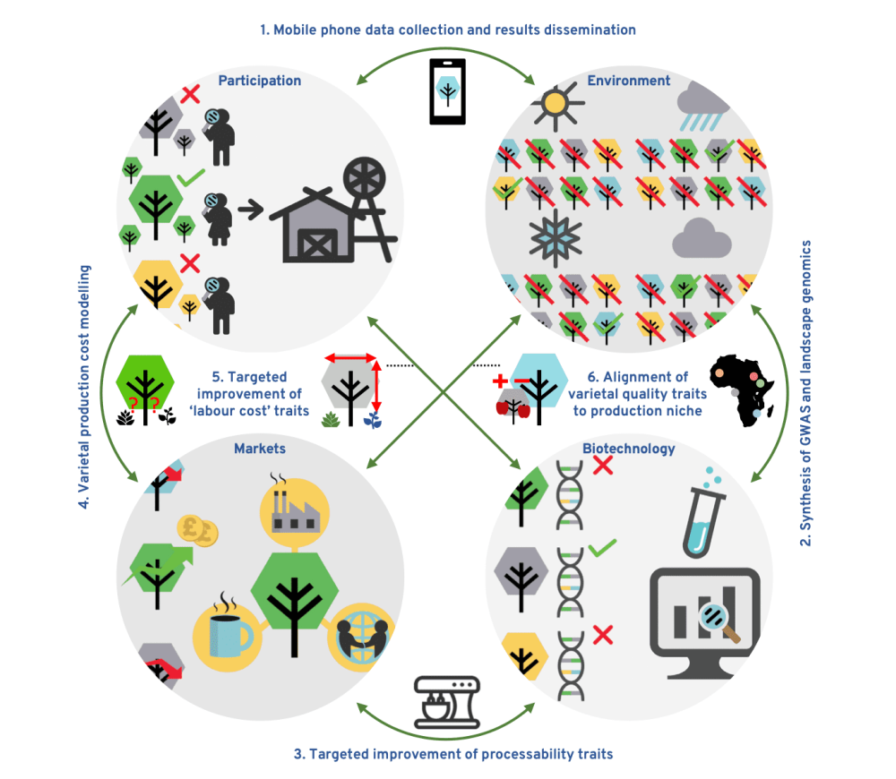 Operationalizing an innovative systems approach for breeding agroforestry trees