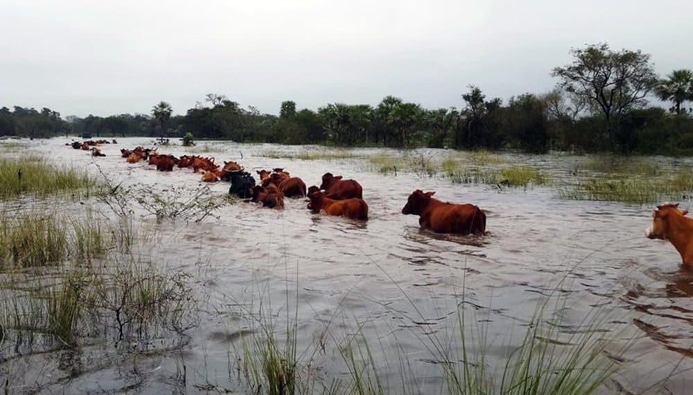 Wetland destruction and agricultural expansion: flooding increases in South America.