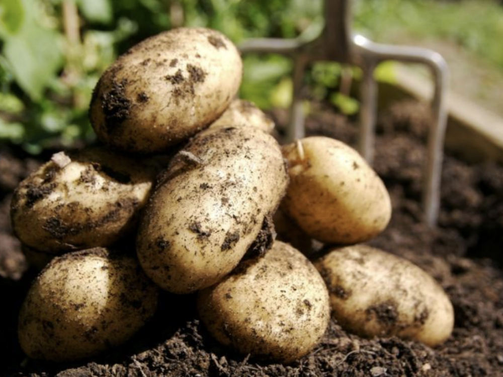 Potato, millenary Andean product