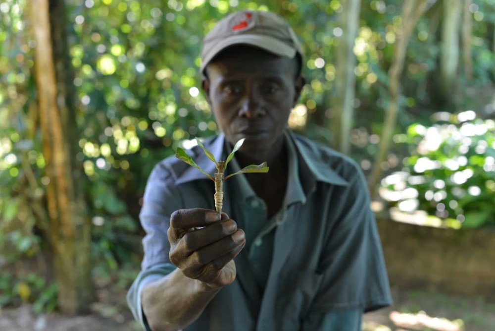 Smallholder Coffee in the Global Economy—A Framework to Explore Transformation Alternatives of Traditional Agroforestry for Greater Economic, Ecological, and Livelihood Viability