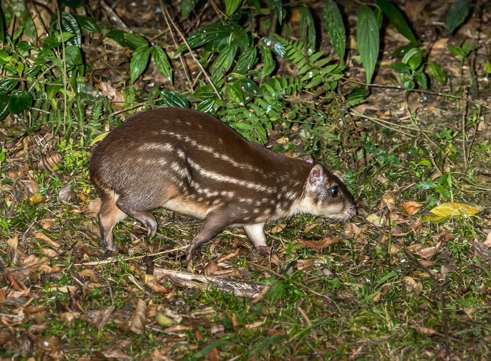 El Niño and its climate changes increase diseases in Latin America