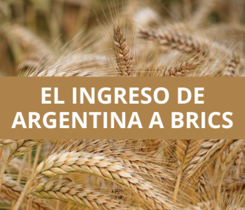 Podcast: Sustainable production: They promote the use of bioinputs in yerba mate