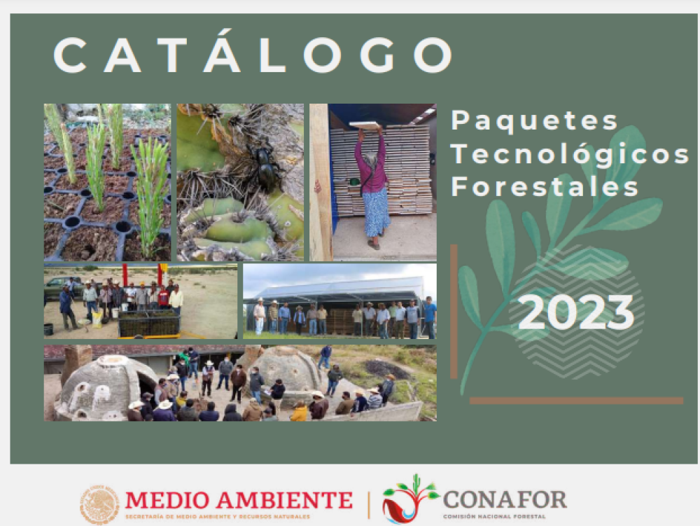 Sustainable breeding of native bees in Mexico (Catalog of forest technology packages Mexico)