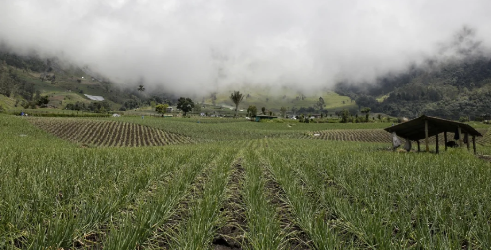 Colombia prepara un proyecto de ley  para regular la extranjerización de tierras