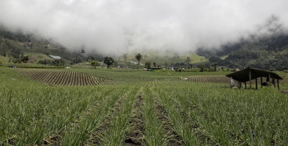 Colombia prepares a bill to regulate the foreignization of lands