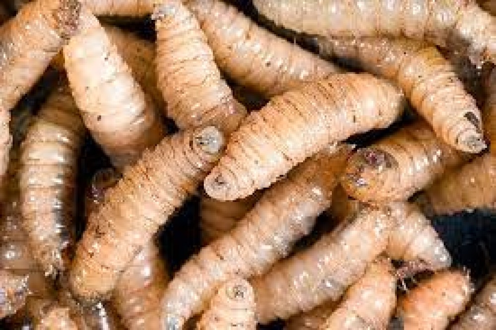 Ministry of Health of Costa Rica reports first human case of screwworm