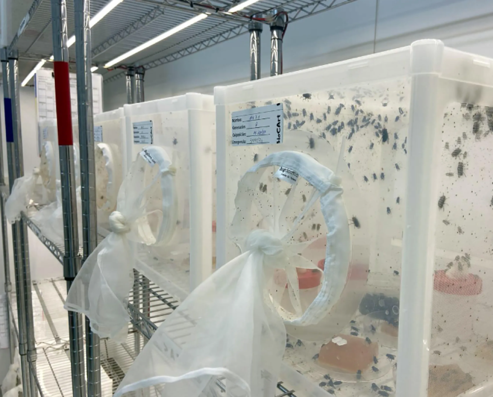 Uruguay wants to use gene drives to eradicate screwworms