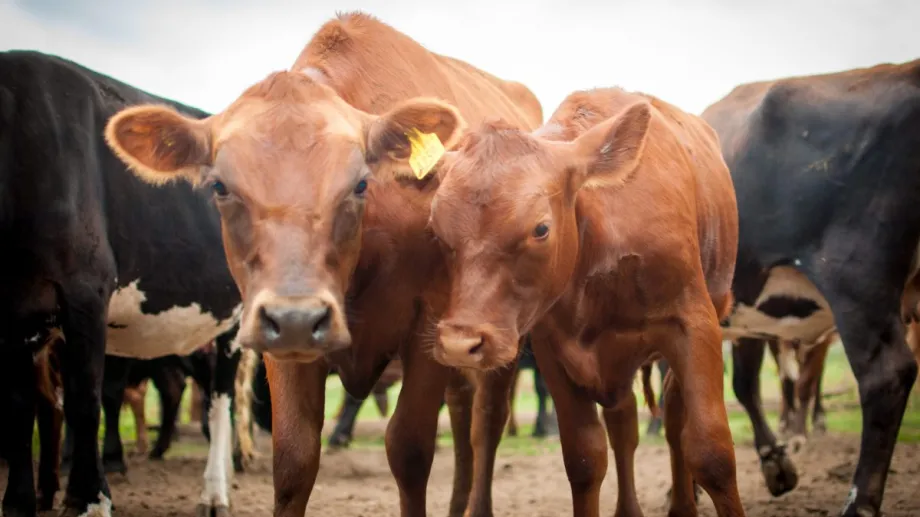 La certificación europea en bienestar animal llega a Latinoamérica