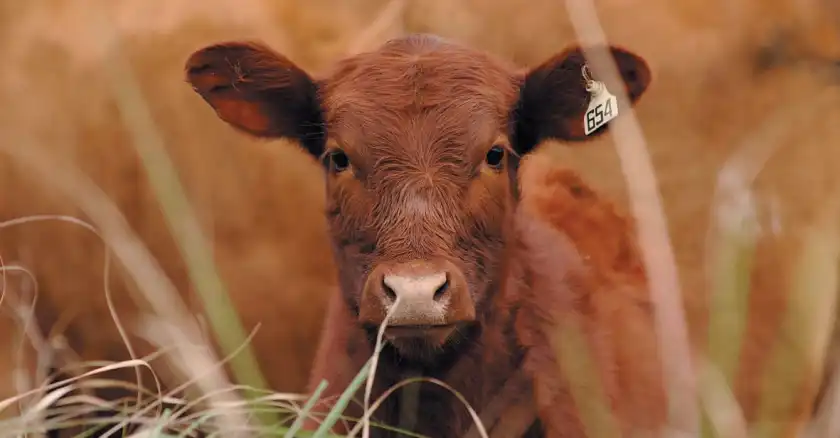 Paraguay se abre a Latinoamérica para mostrar el potencial productivo y económico del Brangus