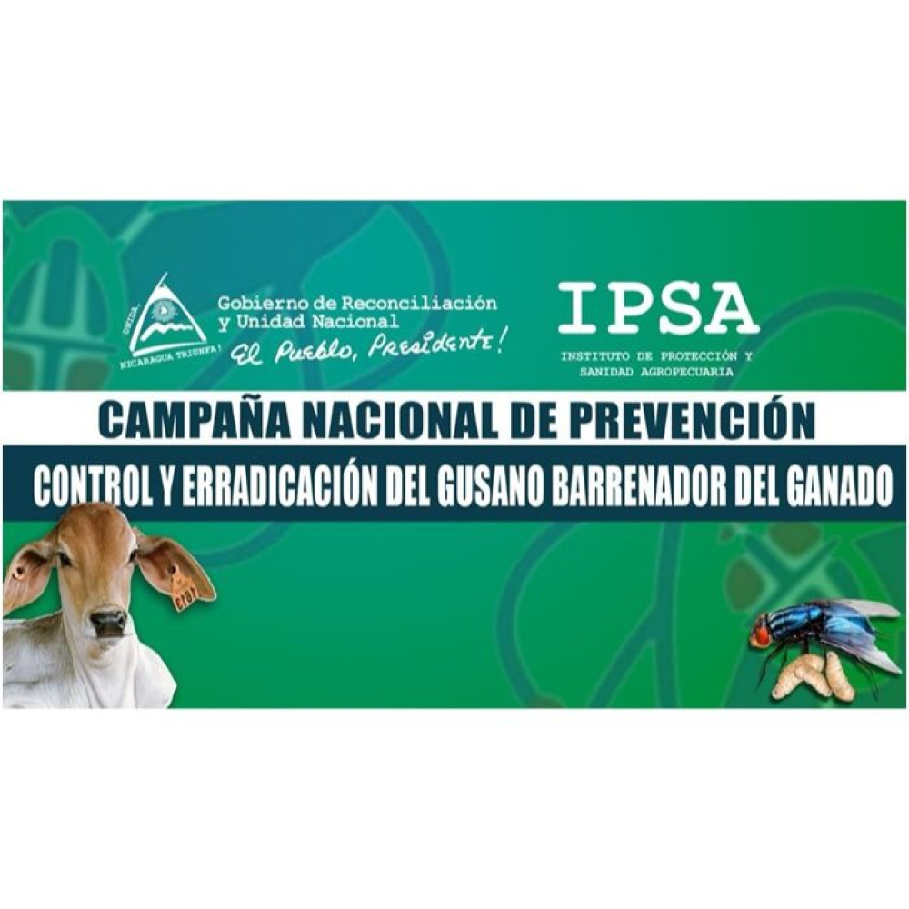 Nicaragua declares health alert due to the presence of screwworm in livestock