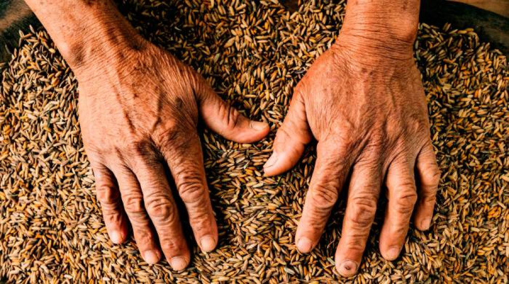 Arroz criollo, una joya desconocida