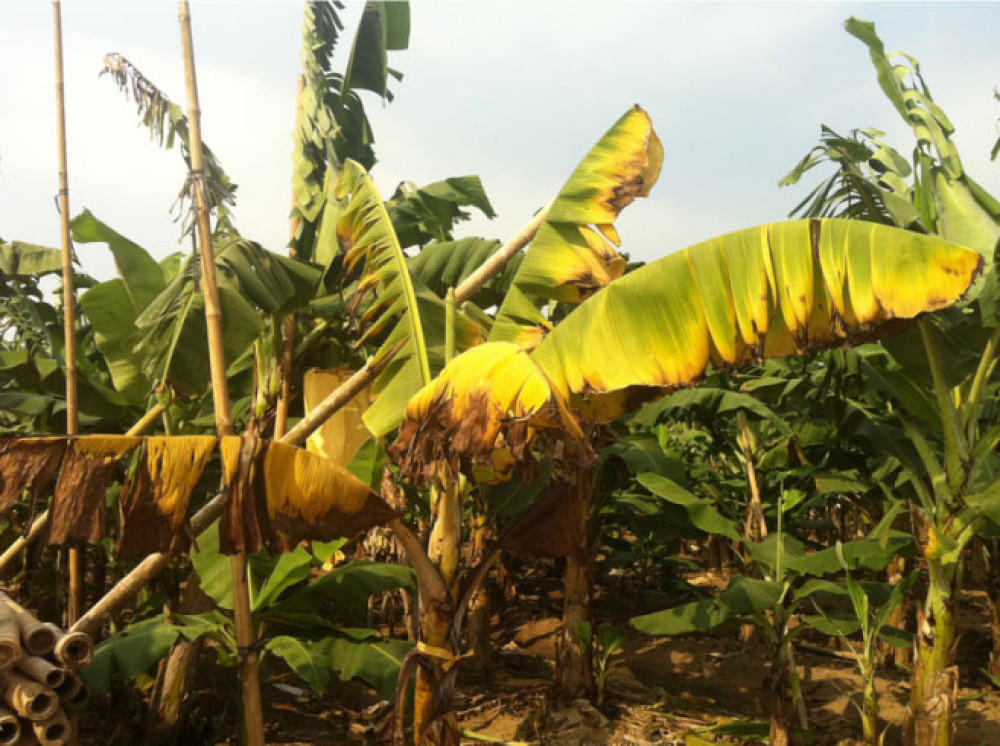 Saint Lucia´s Ministry of Agriculture continues Fusarium Wilt sensitization drive