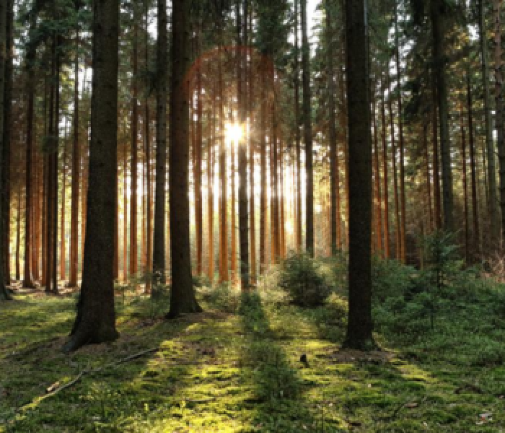 Plataforma de deforestación y otros instrumentos de aplicación de la EUDR