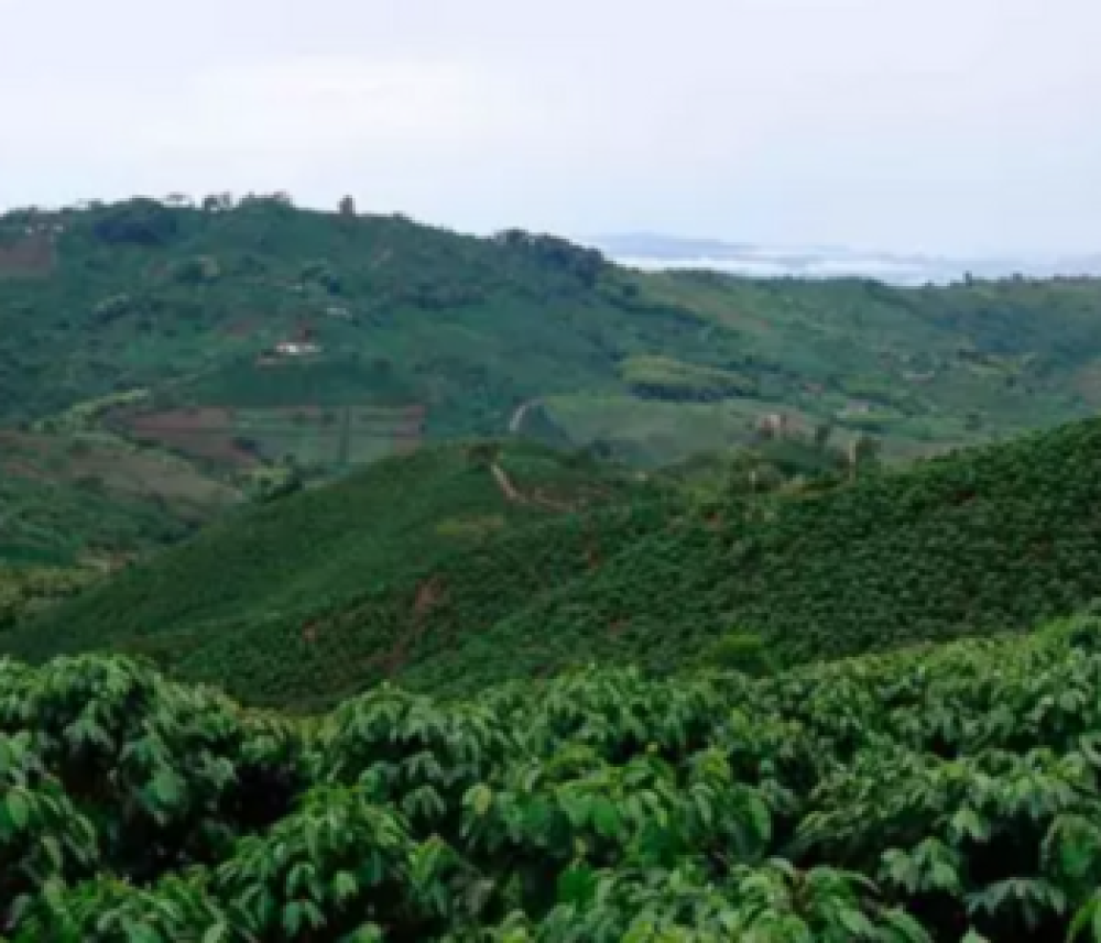 Países de América Latina alertan a Bruselas sobre el impacto de las normas de comercio libre de deforestación