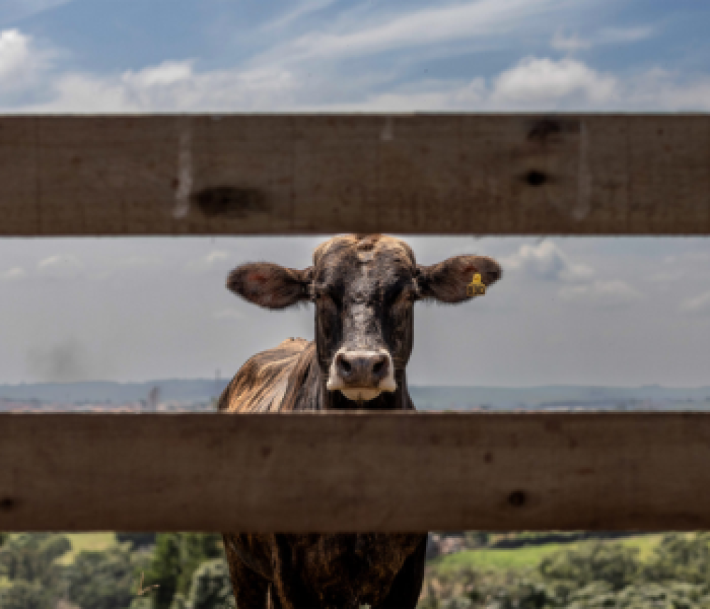 La ley contra la deforestación de la UE, una prueba para la agricultura sudamericana