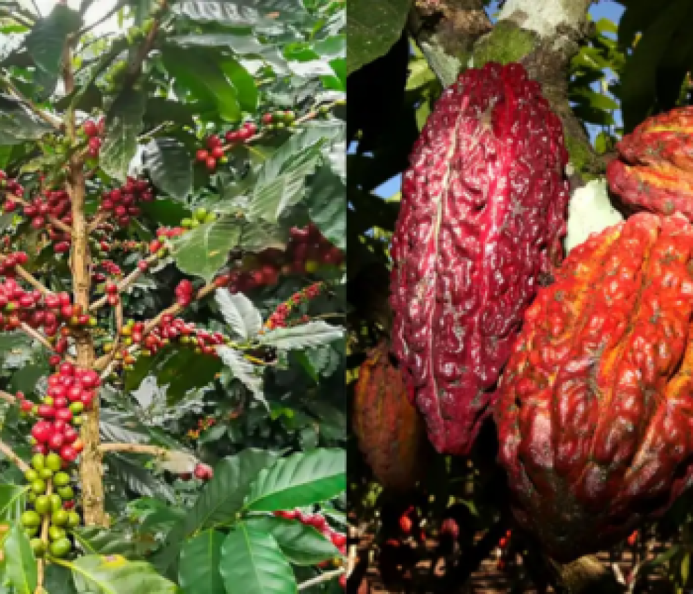 Café y cacao: Perú requiere acción colectiva ante nueva regulación de la UE