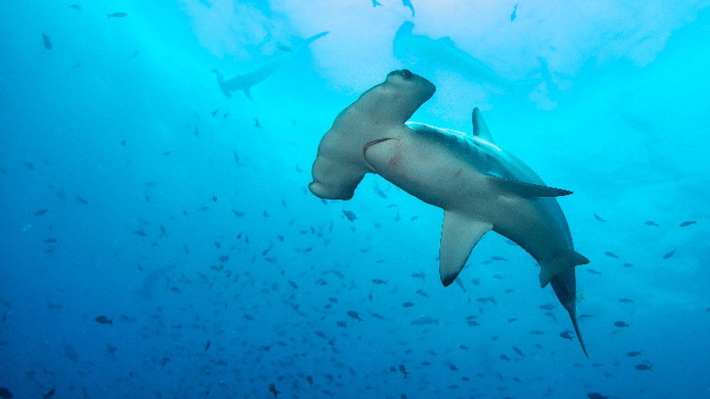 Ecuador realizó el canje de deuda más grande del mundo para proteger las islas Galápagos