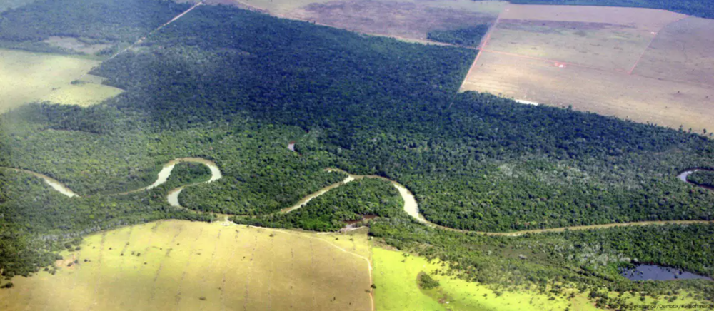 Carne de res: culpable de la deforestación en América Latina