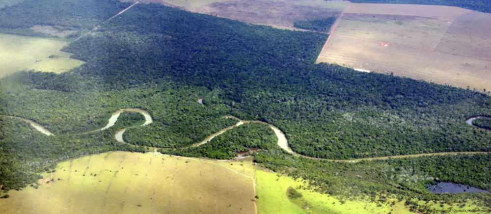 Beef: To Blame for Deforestation in Latin America